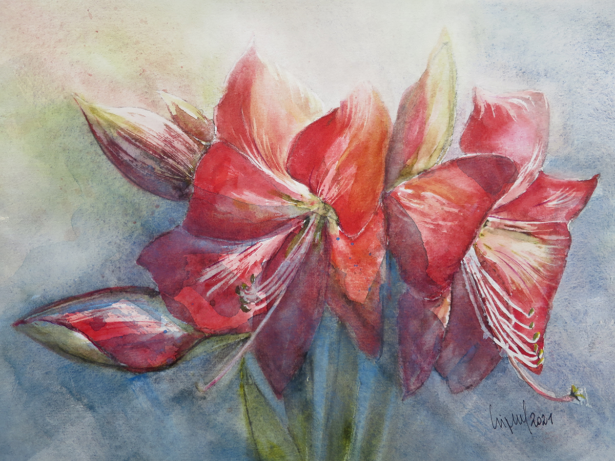 Amaryllis 2021, 45 x 32 cm, Ingrespapier