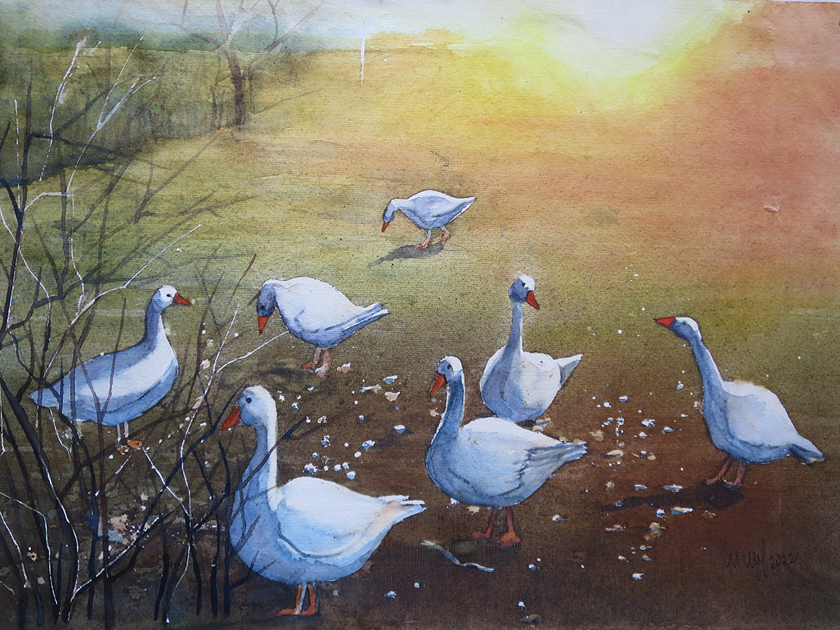 Gänse im Morgenlicht, 2022, 45 x 32 cm, Ingrespapier